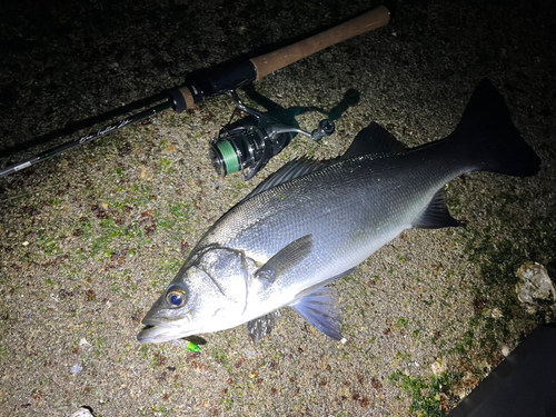 ヒラスズキの釣果