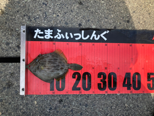 カワハギの釣果