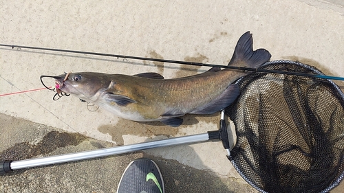 アメリカナマズの釣果