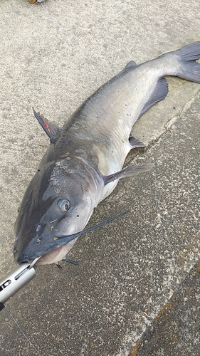 アメリカナマズの釣果