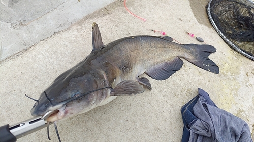 アメリカナマズの釣果