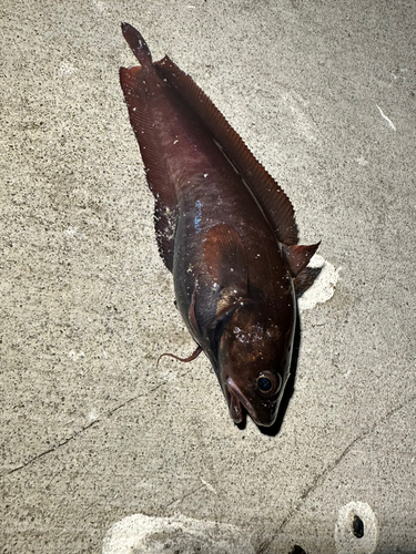 ドンコの釣果