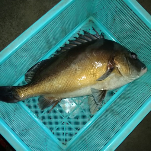 コショウダイの釣果