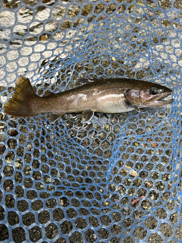 イワナの釣果