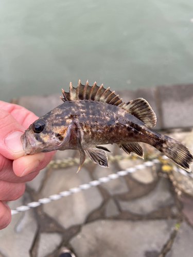 クロソイの釣果