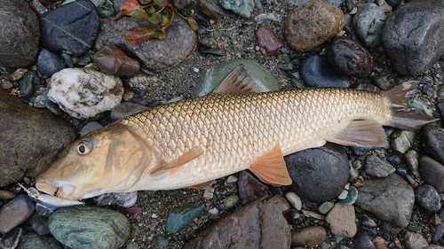 ニゴイの釣果