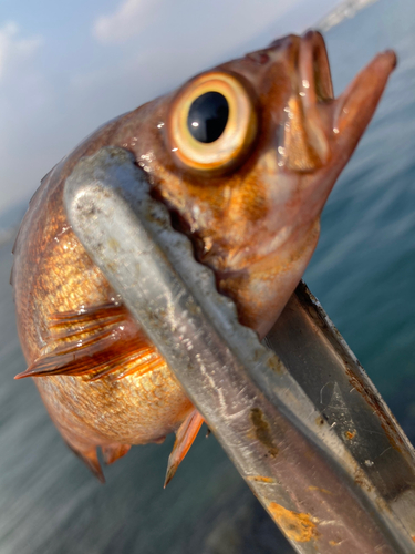 メバルの釣果