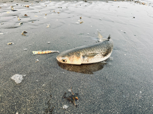 ボラの釣果