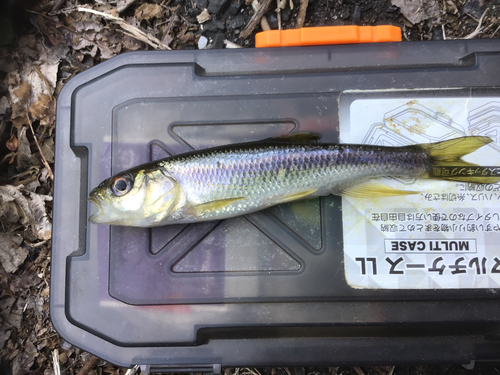 カワムツの釣果