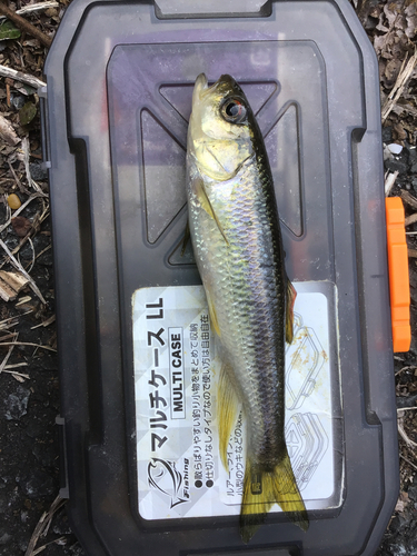 カワムツの釣果