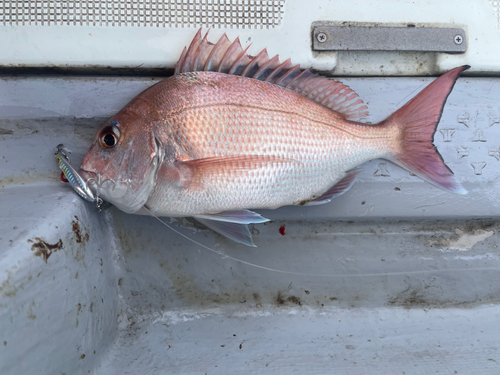 マダイの釣果