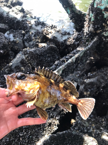 カサゴの釣果