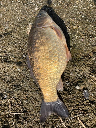 フナの釣果