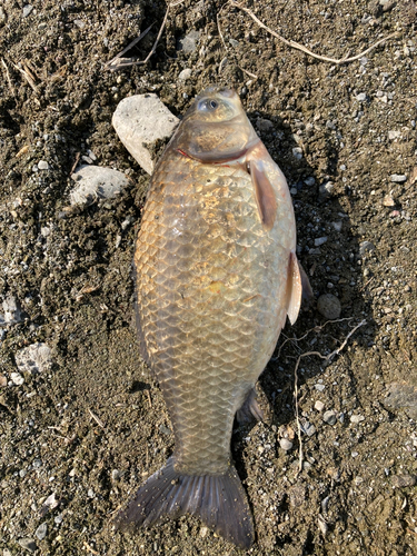 フナの釣果