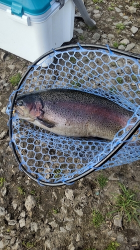 ニジマスの釣果