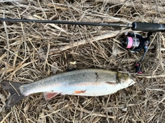 マルタウグイの釣果