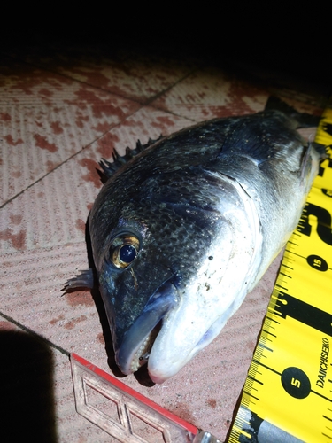 クロダイの釣果