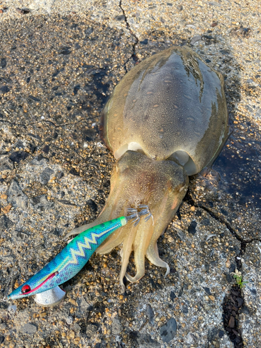 コウイカの釣果