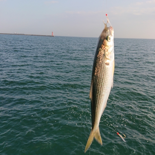 コノシロの釣果