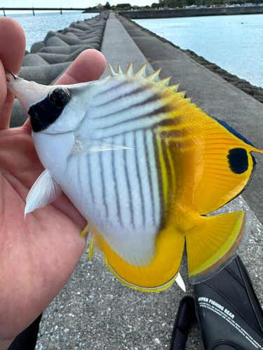 チョウチョウウオの釣果