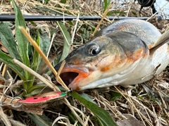 ウグイの釣果