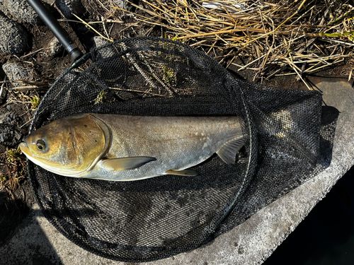 ハクレンの釣果