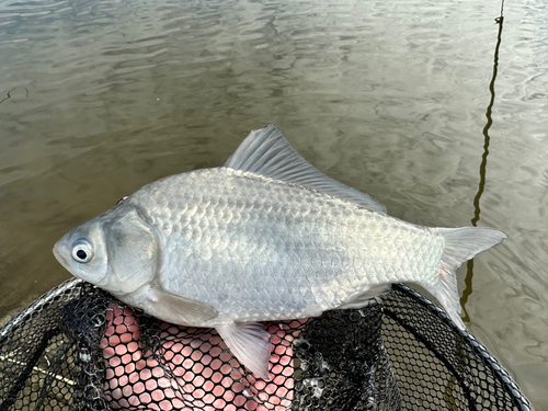 ヘラブナの釣果