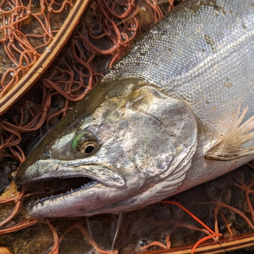 サクラマスの釣果