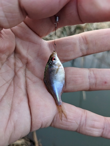 タナゴの釣果