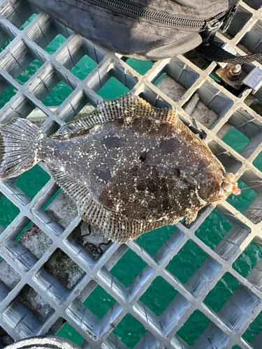 カレイの釣果