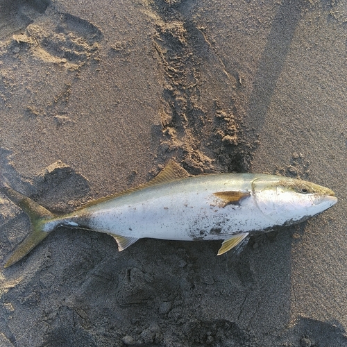 ワラサの釣果