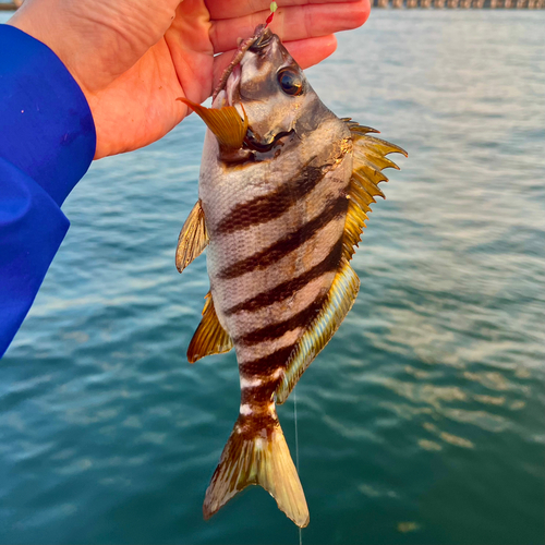 タカノハダイの釣果