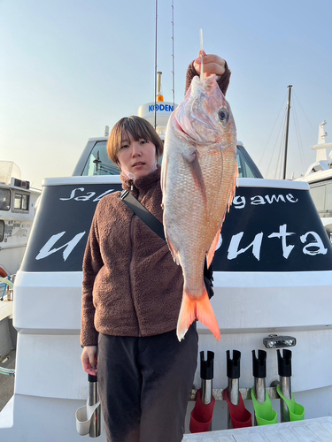 マダイの釣果