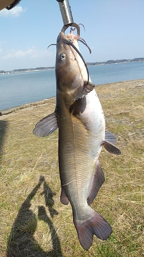 アメリカナマズの釣果