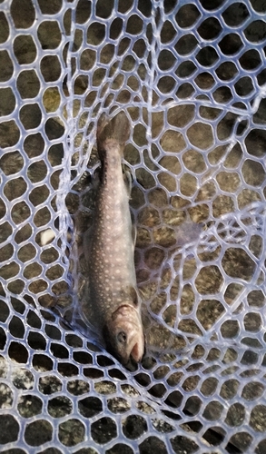 イワナの釣果