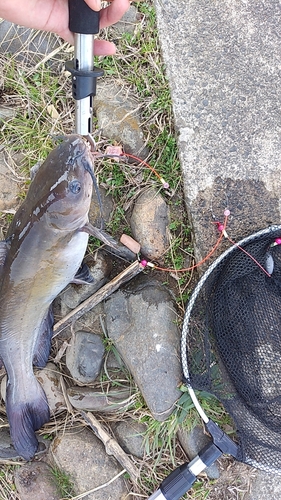 アメリカナマズの釣果