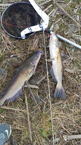 アメリカナマズの釣果