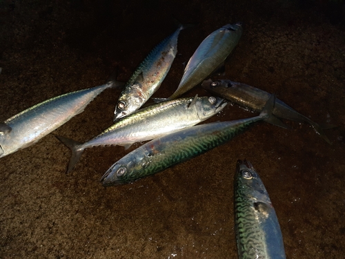 サバの釣果