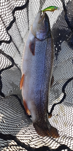 イワナの釣果