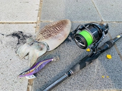 コウイカの釣果