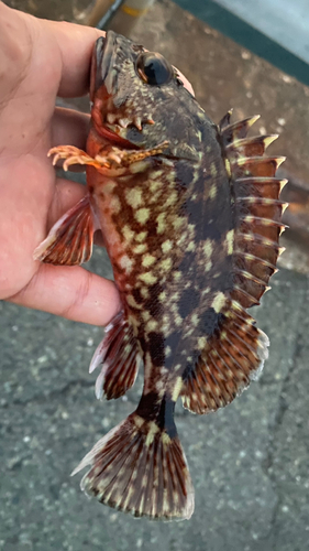 アラカブの釣果