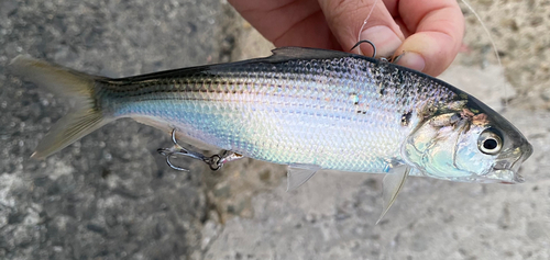 コノシロの釣果