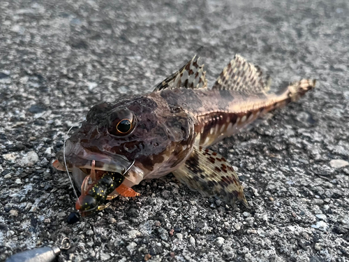 カジカの釣果