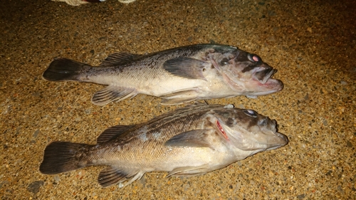 クロソイの釣果