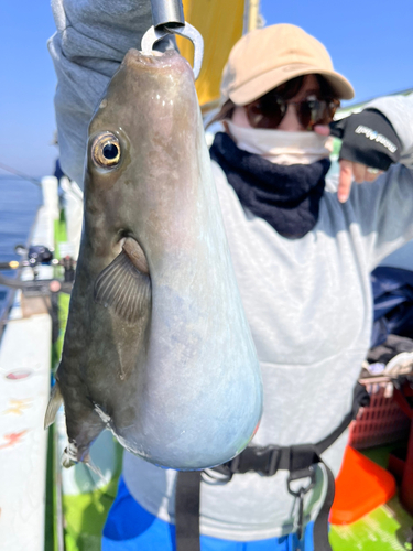 ヨリトフグの釣果