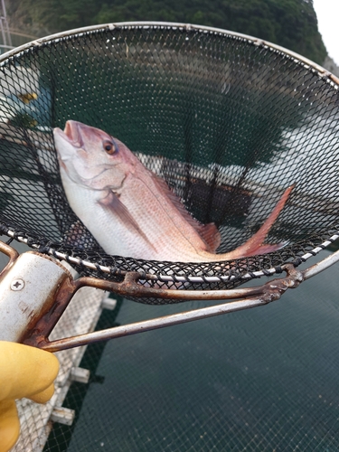 タイの釣果