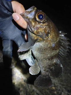 クロメバルの釣果