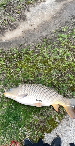 コイの釣果