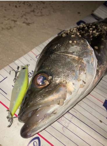 シーバスの釣果