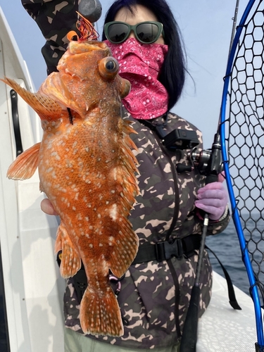 ウッカリカサゴの釣果